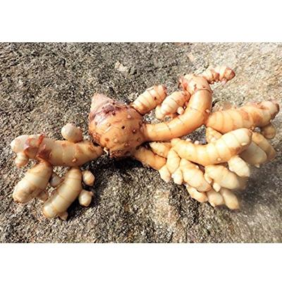 ふるさと納税 屋久島町 屋久島産100%　紫ウコン粉末　(ガジュツ) |  | 03