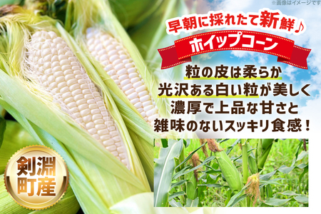 剣淵町産 ホイップコーン 10本
