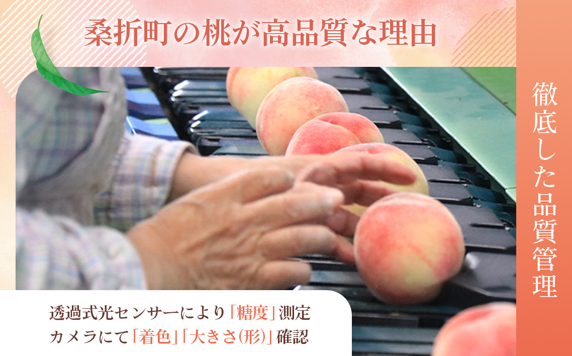 もも【幸茜・2026年産先行受付】特秀1.2kg　桑折町産　JAふくしま未来　桃 No.228