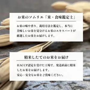 令和7年度産 丹波産 きぬひかり 10kg（5kg×2） / 米 お米 国産 綾部市 / 株式会社丸越［BSCI005］