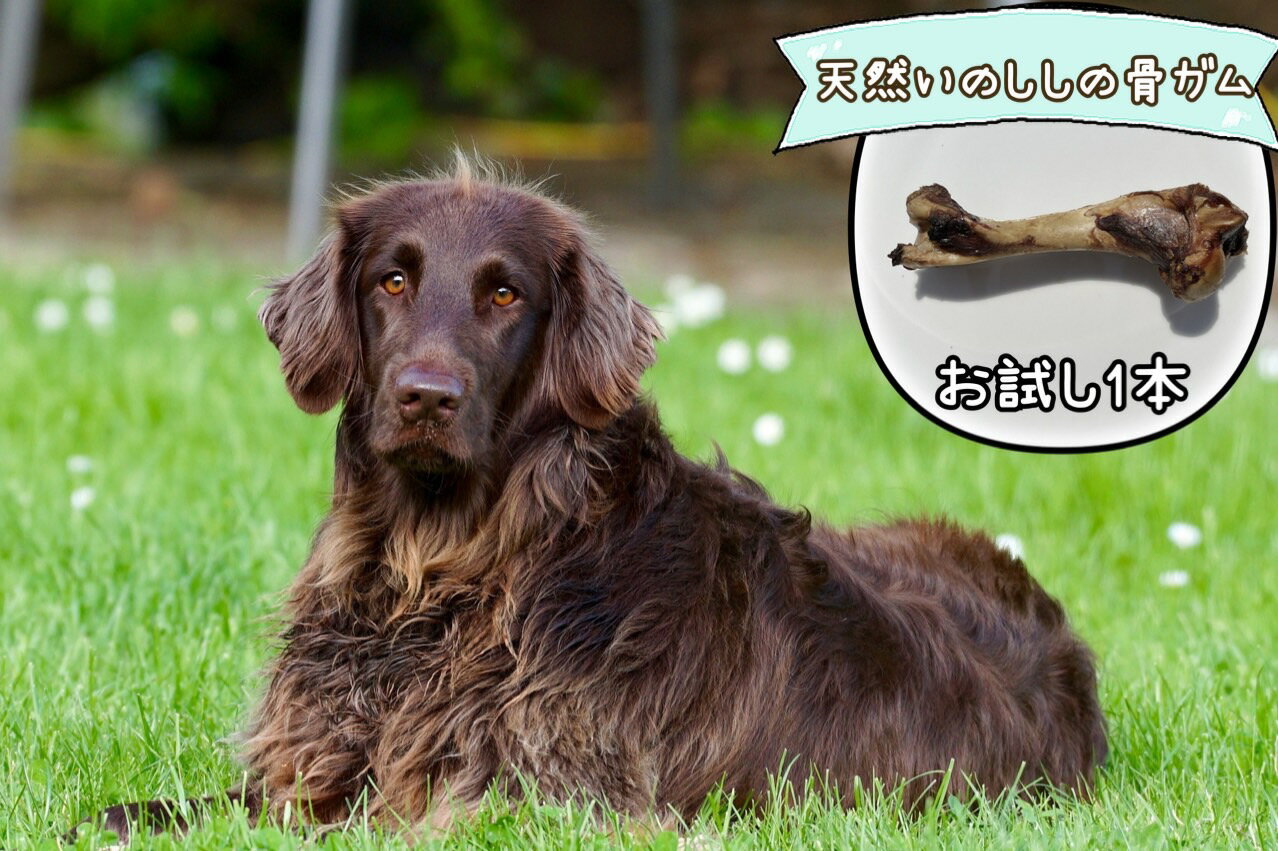 【ふるさと納税】【お試し1本】大型犬向け☆天然いのししの骨ガム（FB132）