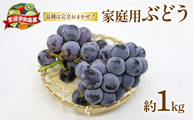  ぶどう 1kg マル南フルーツ 先行予約 数量限定 巨峰 ピオーネ ニューベリーA ふじみのり 黒系 品種 おまかせ 人気 果物 フルーツ 国産 愛媛 宇和島 F010-106031