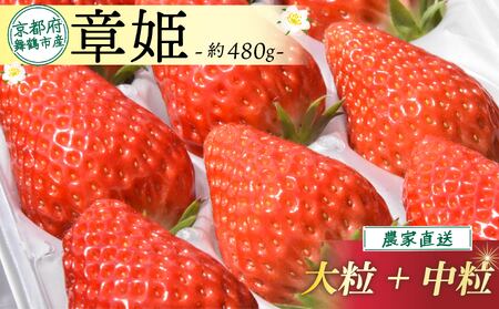 【1月中旬から3月中旬発送】 いちご 章姫 480g ( 大粒 + 中粒 ) ： 苺 イチゴ 果物 フルーツ 箱入り 完熟 真っ赤 おいしい 甘い 評判 農家直送 産地直送 鮮度 抜群 好評 人気 ハウス栽培 あきひめ 舞鶴 京都 嵯峨根農園