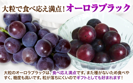 【2026年先行予約】ぶどう 黒系ぶどう 2kg ピオーネ オーロラブラック 岡山県産 3房 ~ 5房《2026年9月上旬-9月中旬頃より発送予定》ひらた農園 黒系ぶどう 送料無料 岡山県 浅口市 ぶ