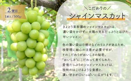 【2026年先行予約】気になる葡萄を試したい！ピオーネ・シャインマスカット・紫苑の3回便(定期便)(岡山県産)【KF-T057-01】