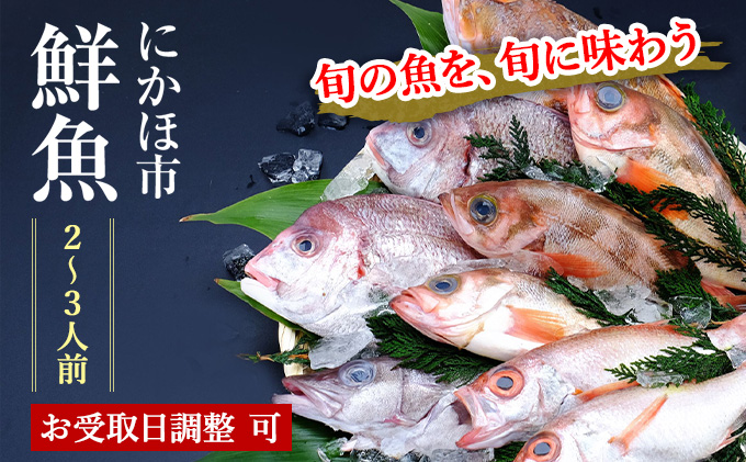 鮮魚 開けたらすぐ食べられる下処理済み 海産物 2～3人前 セット 日本海の鮮魚 魚 パック 詰め合わせ 海鮮セット 鮮魚ボックス 海鮮 海の幸 魚介 魚介類 刺身 切り身 ひらめ 鯛 甘エビ 鯵 あんこう 鮭 カレイ ハタハタ 鱈 ズワイガニ 食べ比べ 冷蔵