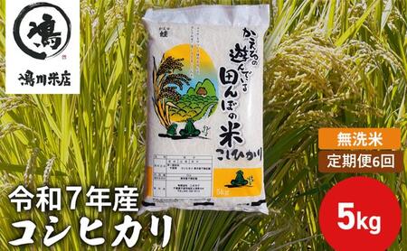 定期便 令和7年産 コシヒカリ 無洗米 5kg 定期便