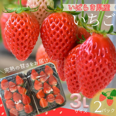 【ふるさと納税】【茨城県産】菅谷いちご園の完熟いちご　3Lサイズ 11粒×2パック【配送不可地域：離島・北海道・沖縄県・中国・四国・九州】【1702187】