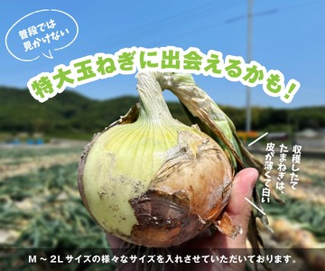 【予約販売】海月館 自社農場栽培！淡路島産 新玉ねぎ 10kg
