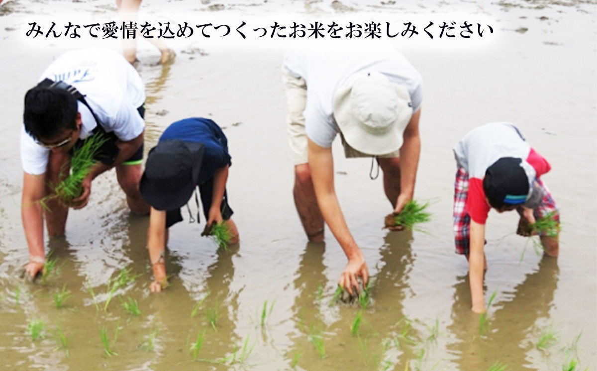 【 先行予約 】【 10月出荷開始 】【 6ヶ月連続お届け 】 令和7年産 新米 茨城県産 ミルキークイーン 12kg （ 5kg × 2袋 ＋ 2kg × 1袋 ）【 米 お米 定期便 3回 白米 