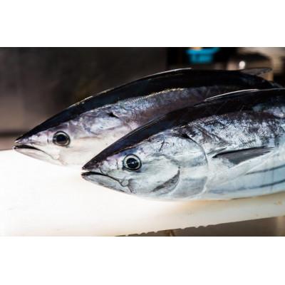 ふるさと納税 南国市 モチモチ食感!ビリかつお刺身250g×1節(刺身醤油・ニンニク付き) |  | 02