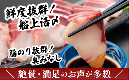 KU281-2509＜2025年9月発送分＞活じめ！黒瀬ぶりの生鮮ブリロイン2節（1.0kg前後）