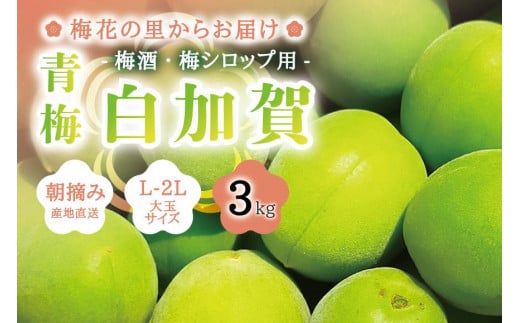 
                  朝摘み青梅(生梅)3kg◆梅花の里から農家直送 梅酒・梅シロップ用 大粒 白加賀 L～2L
                