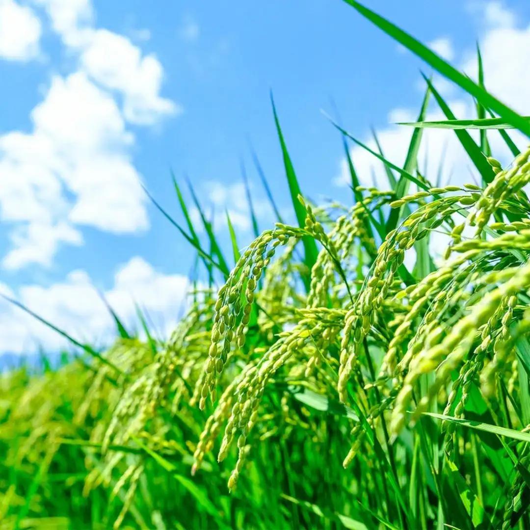 〈令和8年産〉福岡県産 「夢つくし」15kg 数量限定 精米