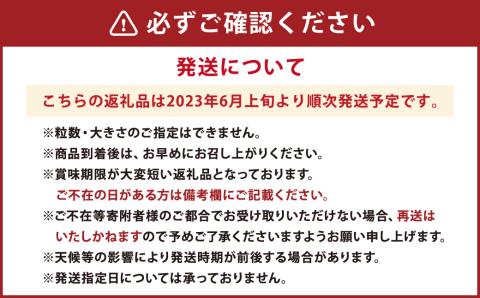 【2023年6月発送開始】 とうもろこし ゴールドラッシュ 約4kg (10本) 熊本県産 国産 甘い スイートコーン