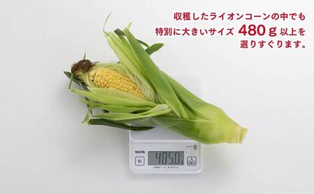 【先行予約】象もろこし（ライオンコーン）　大きいサイズのトウモロコシ　480ｇ以上8本入り(2024年8月下旬～発送開始予定)