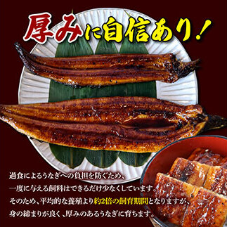 【数量限定】うなぎ うなぎ蒲焼き 国産 特大 3尾セット タレ付き 1尾200g超え 仁淀川 太化うなぎ おいしい 人気 冷凍 夏【株式会社山本養鰻】 [BQAL001]