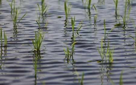 【6ヶ月定期便】【令和7年産】魚沼産コシヒカリ 「段丘の華」10kg (5kg×2袋) 新潟県 津南町 大阪屋商店