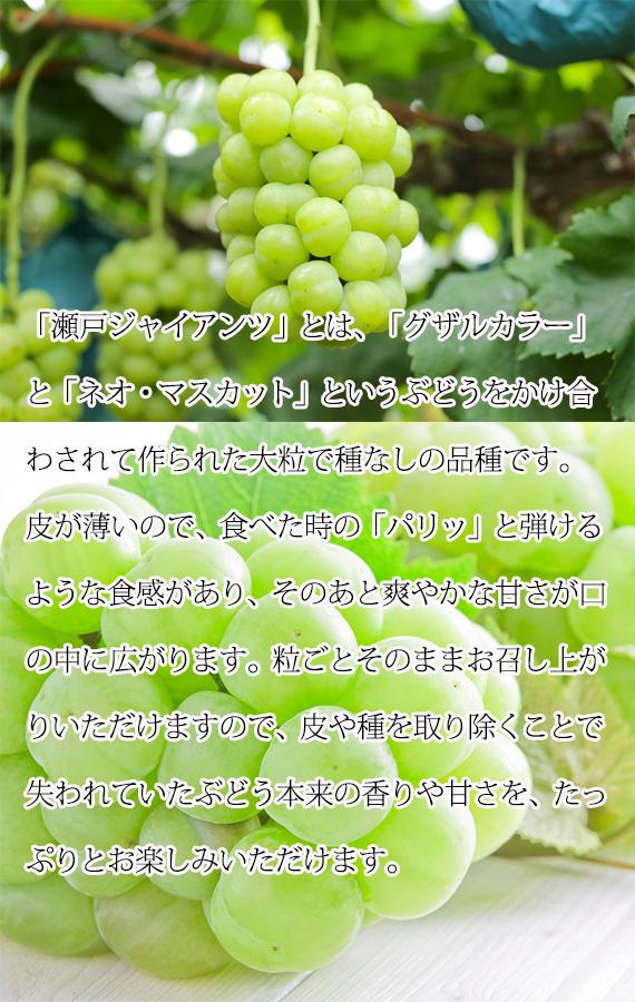 紀州かつらぎ山の瀬戸ジャイアンツ 約2kg［2025年8月中旬以降発送予定］［UT30］