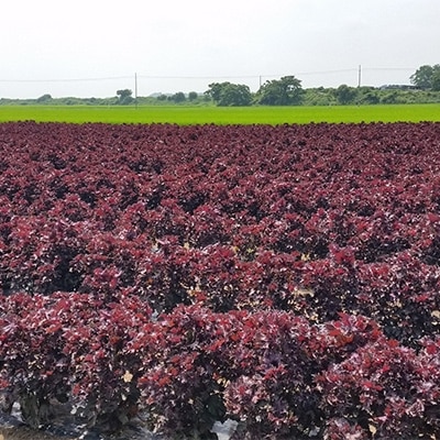 赤しそジュースキットSHISON(煮出し用乾燥赤紫蘇/クエン酸付き)500ml原液用【1045090】