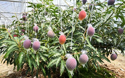 【先行予約】訳あり よくばり完熟マンゴーセット約1.2kg（3玉）ご家庭用 スターフルーツカンパニー＜1.8-25＞果物 くだもの フルーツ 完熟 宮崎県西都市