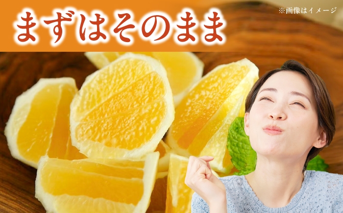 小夏 こなつ 柑橘 高知 フルーツ 日向夏 お取り寄せ 訳あり 先行予約
