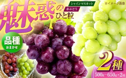 【先行予約/数量限定】＜8月下旬より発送開始＞農家さんおまかせ赤ぶどうとシャインマスカット 2種セット (約500g~650g)【五反田農園】[OBW002] / ぶどう おまかせぶどう 赤ぶどう 食べ比べ シャインマスカット 人気シャインマスカット