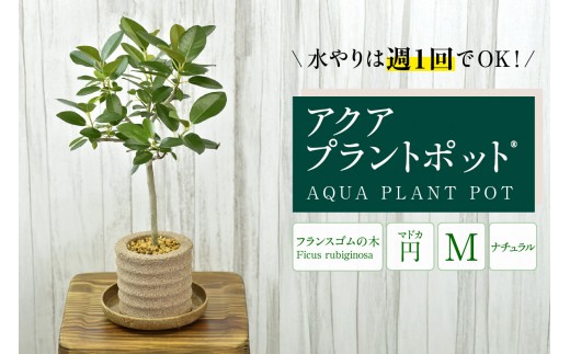 
                  アクアプラントポット®　円Ｍ 植木鉢　フランスゴムの木（3811）
                