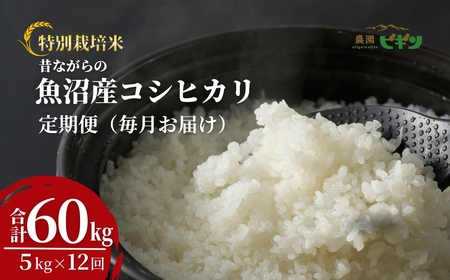 令和7年産 昔ながらの魚沼産コシヒカリ 従来品種 定期便 60kg（5kg×毎月全12回）農園ビギン/定期便 定期便 定期便 定期便
