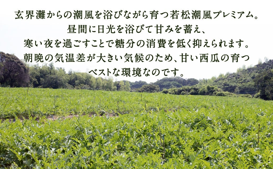 福岡県 北九州市 若松産 【優等品】 潮風プレミアム 西瓜 約7kg（1玉入り）