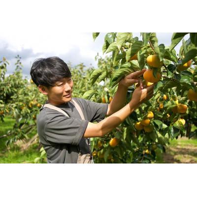 ふるさと納税 五條市 【訳あり】奈良県西吉野の富有柿　約5kg |  | 01
