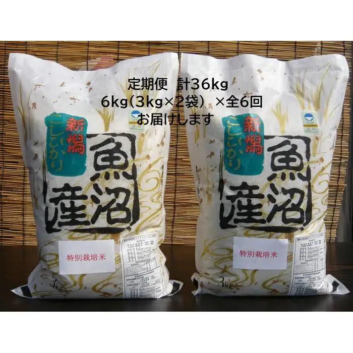 【令和７年】6か月定期便　がんこおやじが作った南魚沼産コシヒカリ白米６kg（３kg×２袋） | 白米
