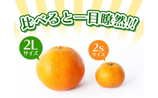 温州みかん 「小粒っこ」 4g ※箱込み (極早生・早生・中生・晩稲)【2S～3Sサイズおまかせ】【2025年10月中旬～2026年1月下旬までに順次発送】＜味好農園＞/温州 みかん 小玉 蜜柑 柑橘