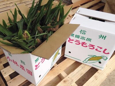 【2026年夏の予約受付開始！】小林農園の白くて甘いとうもろこし『味甘ちゃんホワイト（みかんちゃんほわいと）』4kg入り（8～9本セット）／スイートコーン注目品種を予約受付中！ 【長野県信濃町ふるさと