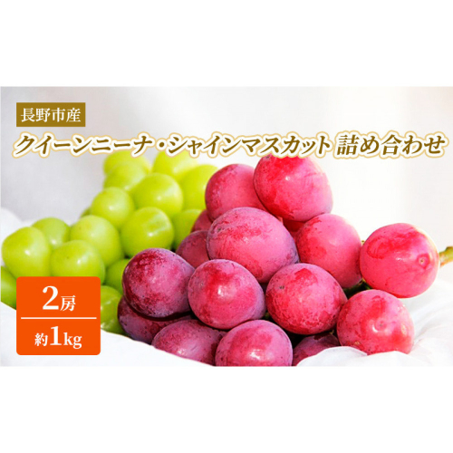 本気農場いけだ　シャインマスカット・クイーンニーナ詰合せ1kg【2026年9月下旬以降の出荷分】 |  シャインマスカット ぶどう フルーツ 果物 人気 おすすめ ギフト プレゼント 送料無料 長野県 長野市 信州 信濃 ふるさと納税