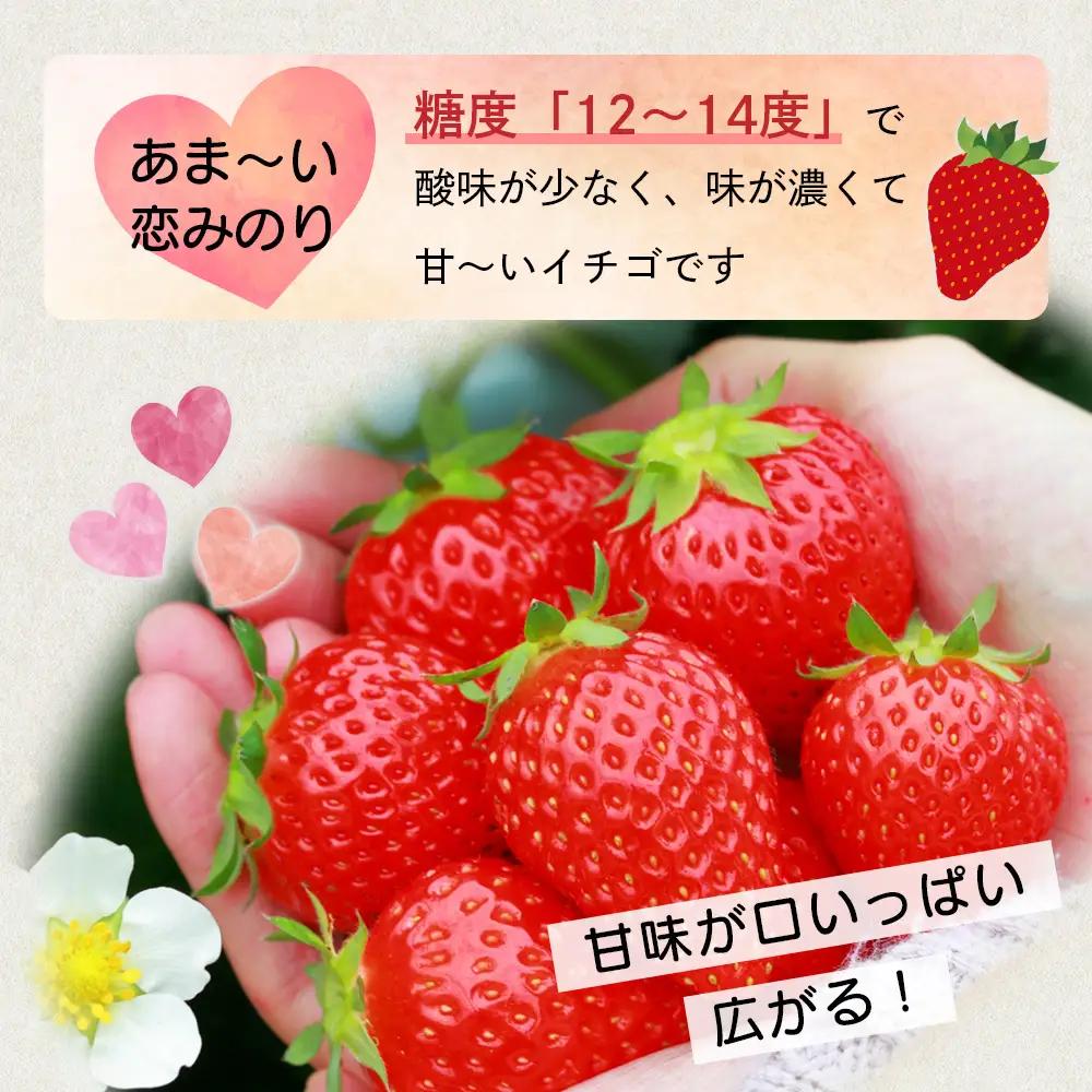 【先行予約】熊本県産いちご 恋みのり 約260g×2パック 103-0003