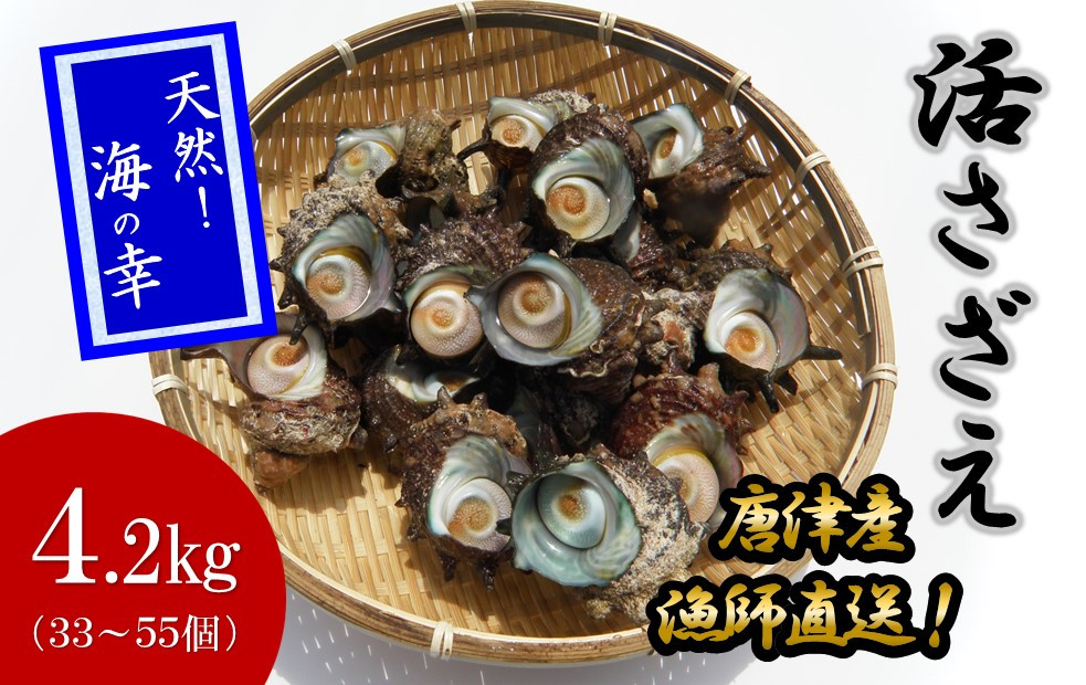 
                  【セット】「活さざえ」4.2kg（33～52個）さざえタレ
                