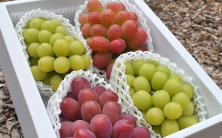 【きよとうファーム】ぶどう３品種詰め合わせ（シャインマスカット入り）3-5房入/計2.4kg~ (岡山県産)【KF-B032-01】