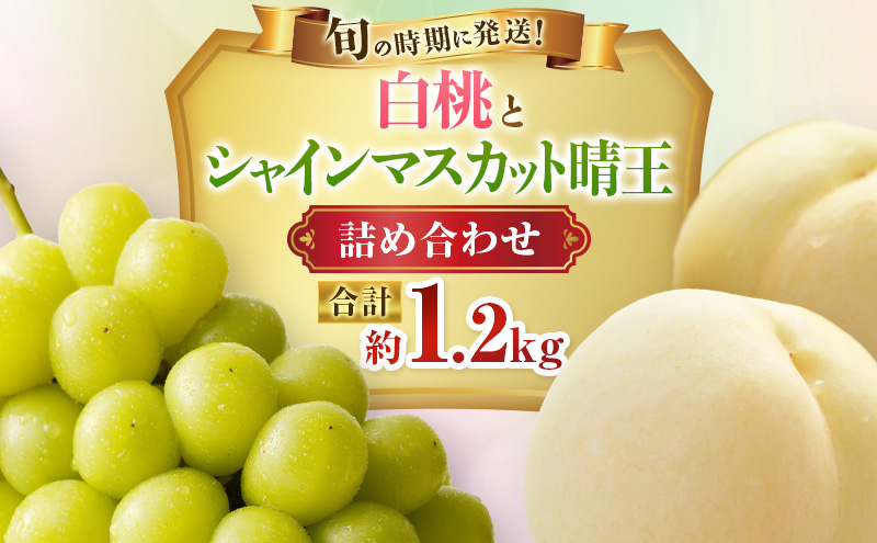【2026年先行受付】 白桃 シャインマスカット 晴王 約1.2kg セット 桃 2玉 ぶどう 1房 岡山県産  御中元 ギフト 御礼 プレゼント 御礼 御祝 御供 果物 くだもの フルーツ もも モモ 葡萄 ブドウ