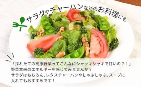 大分県産 フリルレタスちゃん 約4kg (10～12玉) 高原野菜 【2026年10月下旬まで順次発送予定】