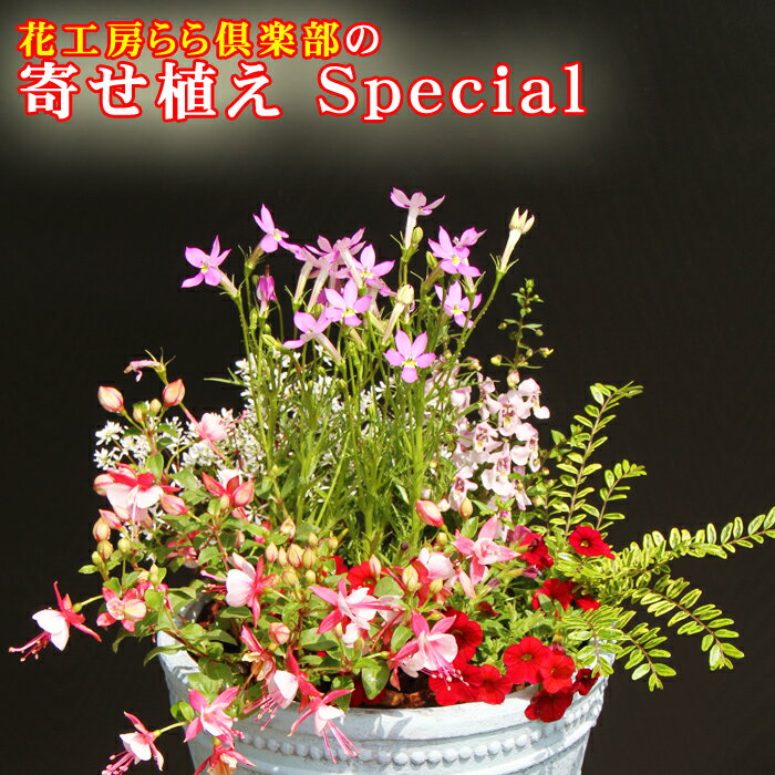 【ふるさと納税】 東北最大級のガーデニング専門店 厳選 季節の寄せ植え スペシャル 12種類 ～ 14種類 ／ おすすめ お花 花 生花 寄せ植え 季節 おまかせ お楽しみ 鉢 ポット 鉢植え ガーデニング 玄関 ベランダ 国産 岩手県 雫石町 産地直送 送料無料 【花工房らら倶楽部】