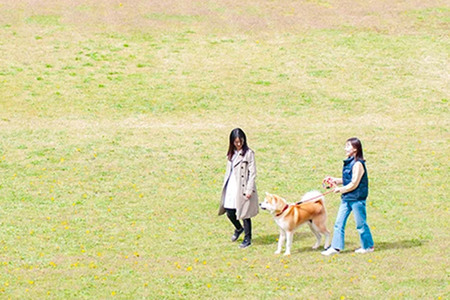 秋田犬と散歩 利用券【大人1人】ウォーキングガイド同行