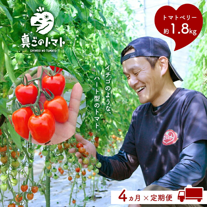 【ふるさと納税】【定期便4回】坂本農園のミニトマト・トマトベリー (約1.8kg×4ヶ月) ≪1月より発送スタート≫ | トマト 旬 トマトベリー ハート型 甘い 送料無料 熊本県 玉名市