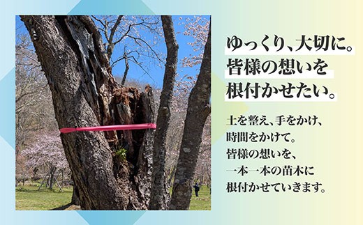 折れた桜を、希望の苗木に。「日本一遅い桜まつり」を次の世代へ満開の景色を繋ぎたい