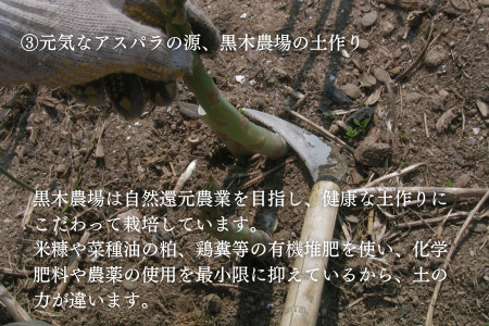 【令和9年産先行予約 】グリーンアスパラ M～Lサイズ 1kg アスパラガス 黒木農場 北海道 美瑛