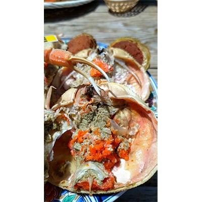 ふるさと納税 美浜町 全て地物!冬の味覚　旬の中セイコガニ(湯がきたて) |  | 02