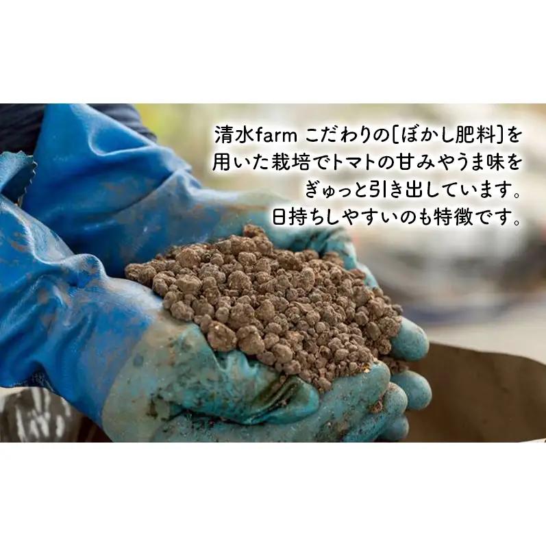 【2026年7月～発送】訳あり 富良野産 採れたて直送! ミニトマト キャロル10 【約3kg】 (清水farm) トマト ミニトマト とまと 野菜 新鮮 甘い 季節限定 北海道 富良野 ふらの