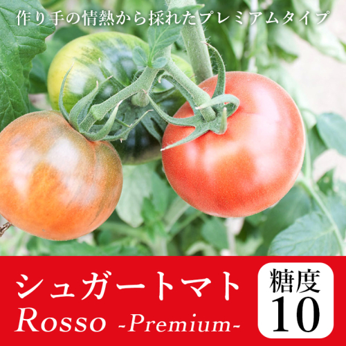 【先行予約・2025年2月】シュガートマト ロッソプレミアム10（糖度10度以上） 1kg 高糖度 フルーツトマト JA