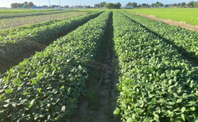 はちしろ農園　訳アリ枝豆 約3kg