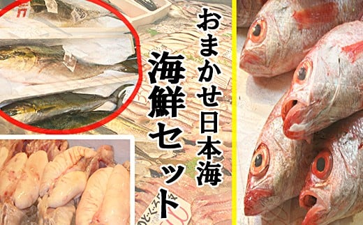 
【定期便】おまかせ日本海海鮮セット(生) 12回コース 定期便 海鮮 おまかせ 12回 セット 詰め合わせ 海鮮セット 厳選 産地直送 お任せ定期便 アカムツ 【302】
